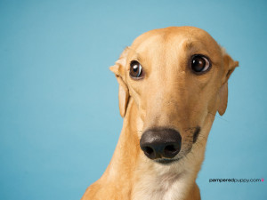 greyhound-dog-18-HD-Image